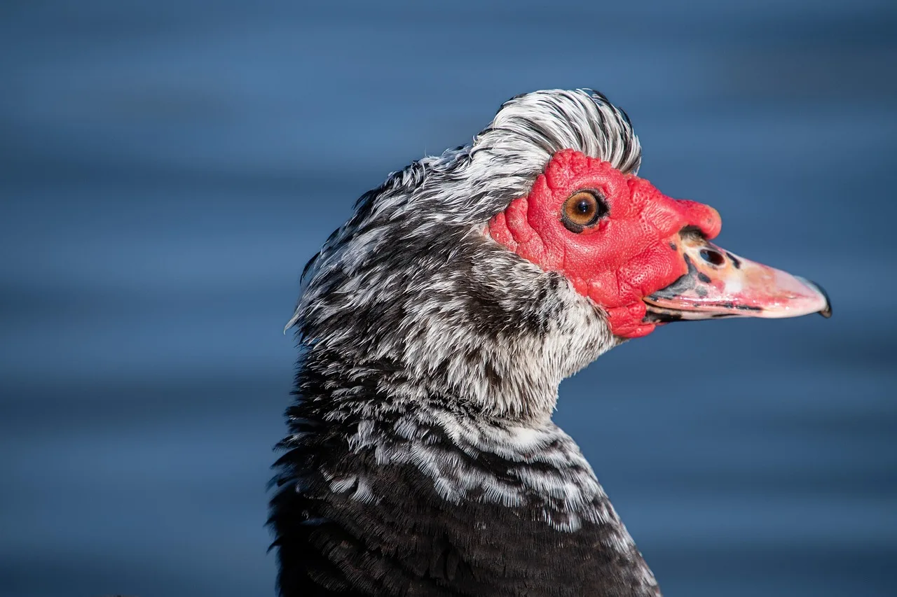 and, natur, fugl, barbary and, cairina moschata, kappeand, berberand, nærbillede hovedand, ornitologi, and baggrund, portræt fugl, rød, blå